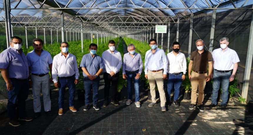 La Rioja ingresó en la etapa final del Plan de Cannabis Medicinal y a mediados de año se dispondría del primer aceite con sello propio