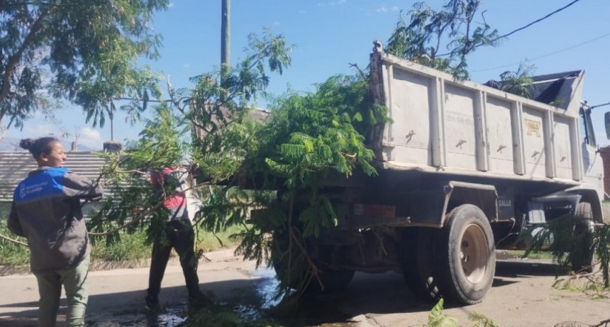 El temporal derribó más de 150 árboles en la capital 