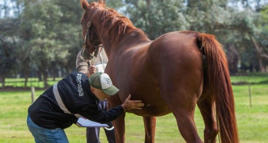 Salud: lanzan alerta por casos de Encefalomielitis Equina en La Rioja