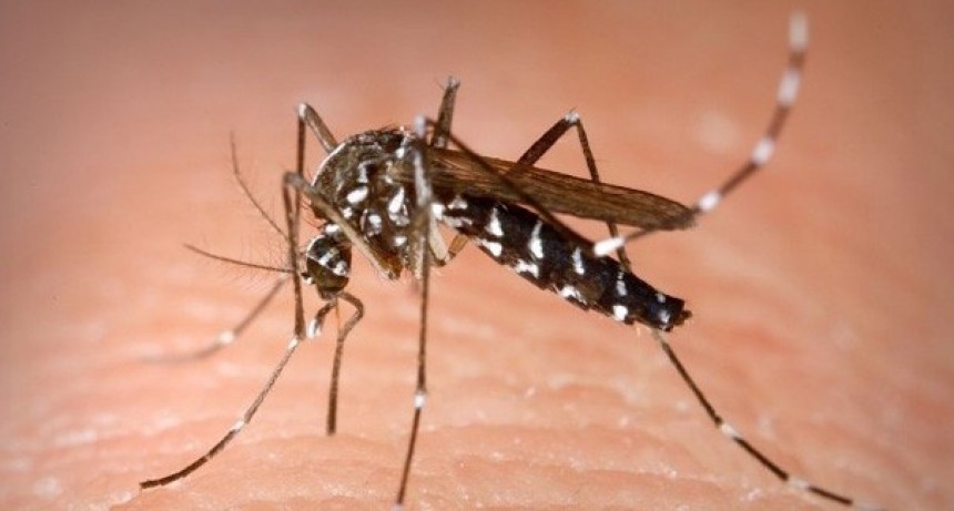 Dengue: Se registraron más de 22.000 y 16 muertes en el país