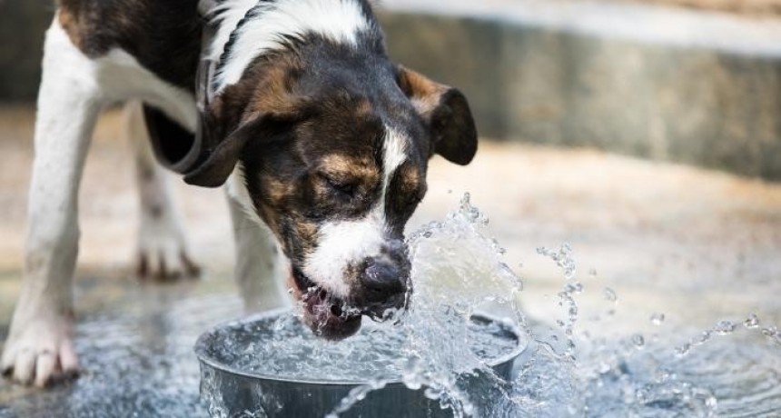 Verano y mascotas: cómo proteger a los animales de los efectos del calor extremo