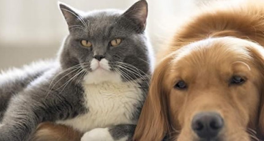 La importancia del cuidado de perros y gatos