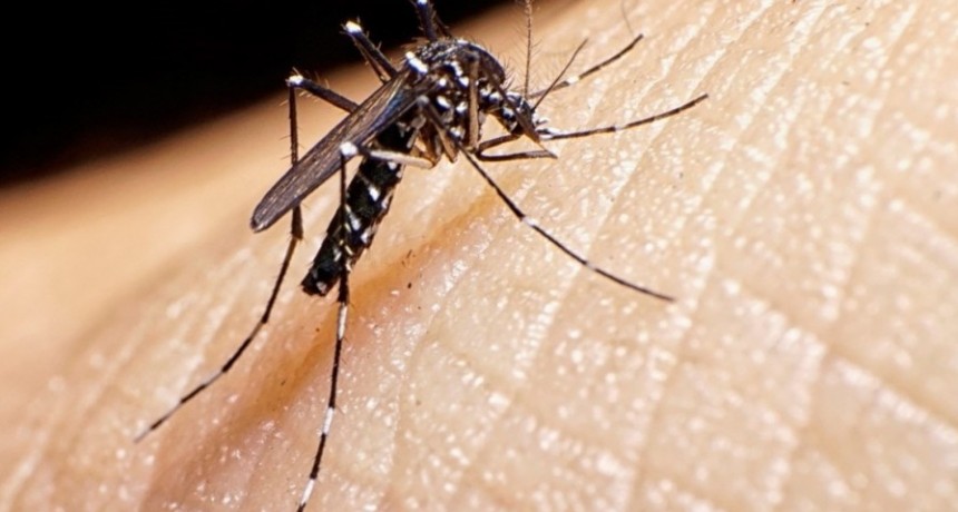 Se confirmó el tercer caso de dengue en Capital 