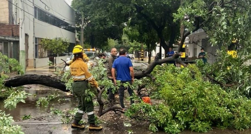 Respuesta inmediata del Municipio ante la emergencia