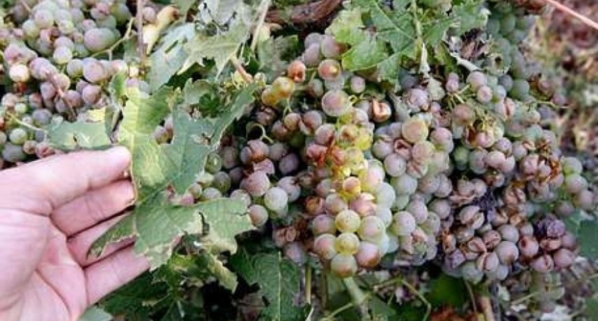 Mantovani valoró el acompañamiento del gobierno provincial a los productores vitivinícolas 