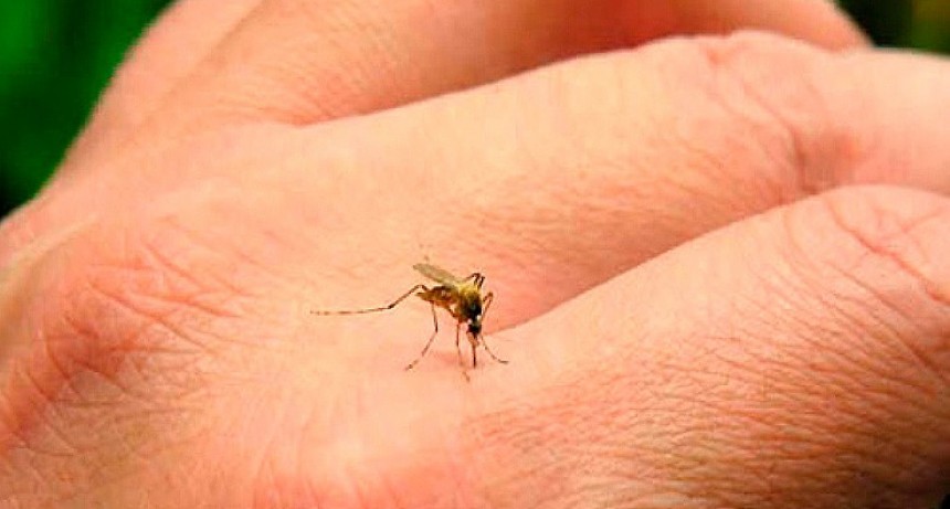 Se confirmó el primer caso de dengue en Capital