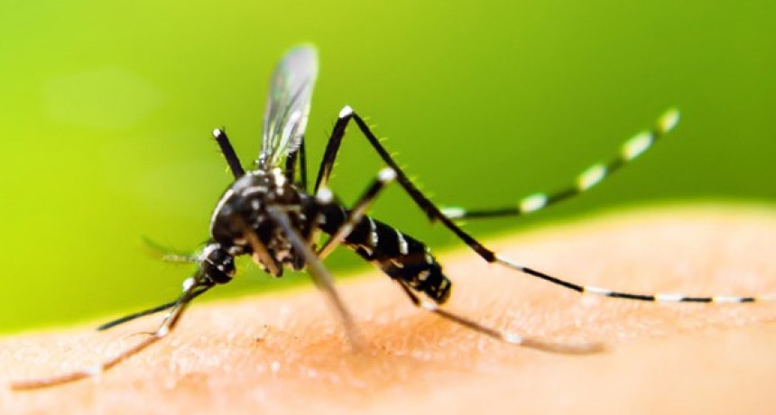 Confirmaron 29 casos de dengue