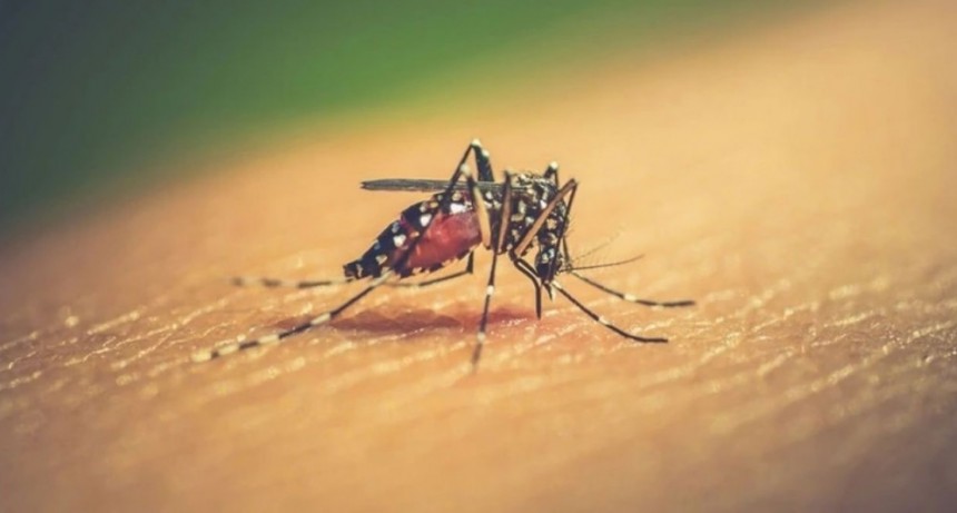 La Rioja confirmo 37 casos de dengue