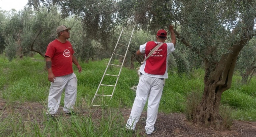 Los Chalecos Rojos se suman a levantar la cosecha de aceitunas 