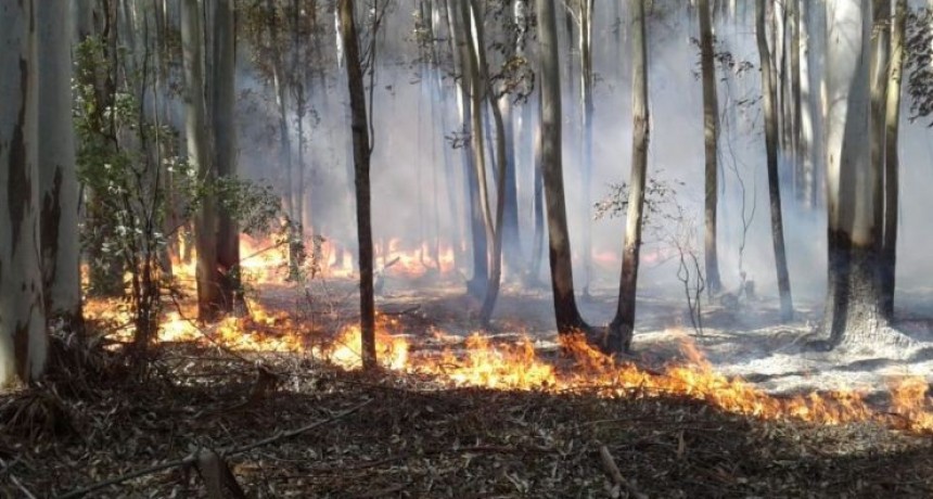 Persisten los incendios forestales en Corrientes, Río Negro, Misiones, Chubut y Formosa