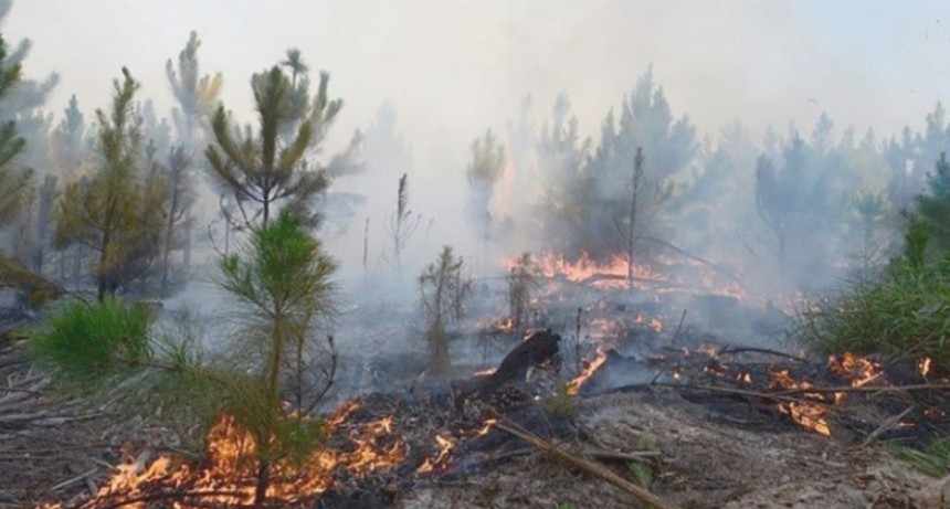 Preocupación por incendios forestales en varias provincias