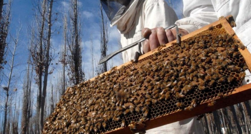   El Gobierno destina $180 millones para asistir a productores apícolas