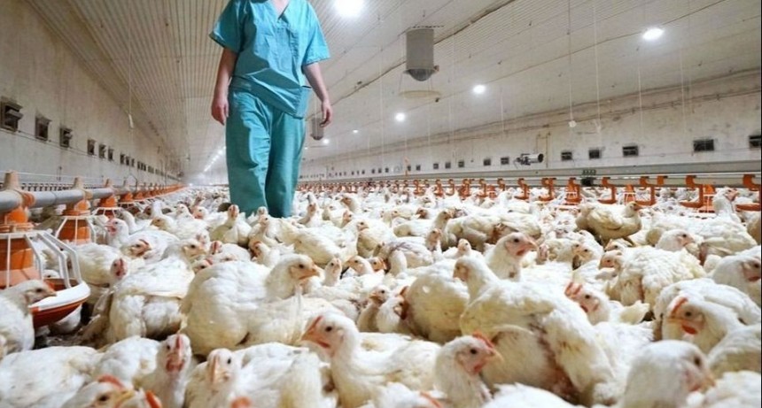   Gripe aviar: se confirmó el primer caso positivo en aves de corral en Río Negro
