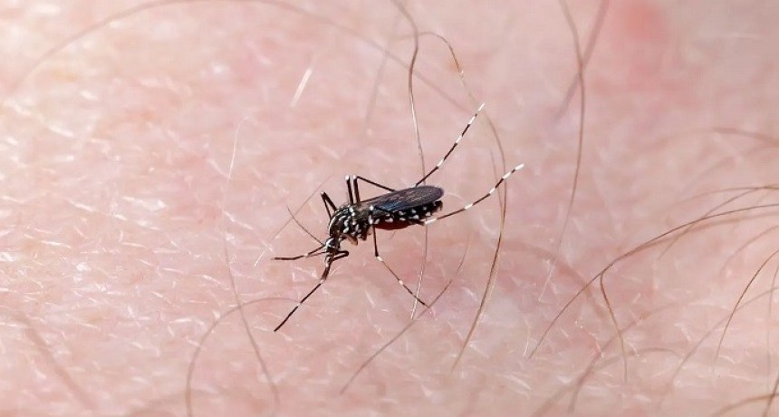  Se confirmó un nuevo caso de dengue importado en Capital