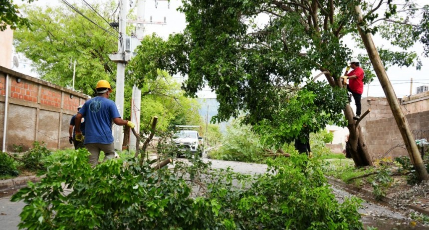 Áreas municipales trabajan en la recuperación de la ciudad tras el temporal 