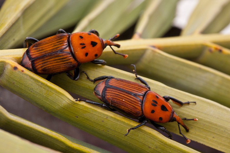 El Senasa declaró la emergencia fitosanitaria por el Picudo Rojo de las Palmeras