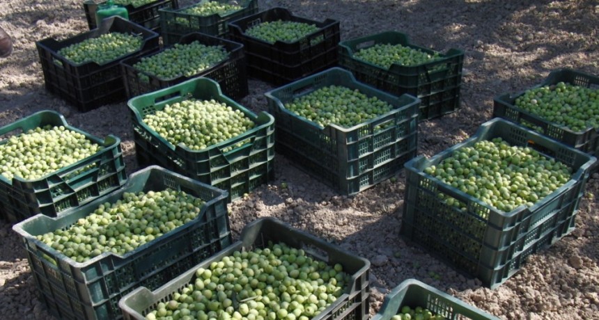 Cosecha en marcha: UATRE y la Cámara Olivícola sellaron un nuevo esquema salarial