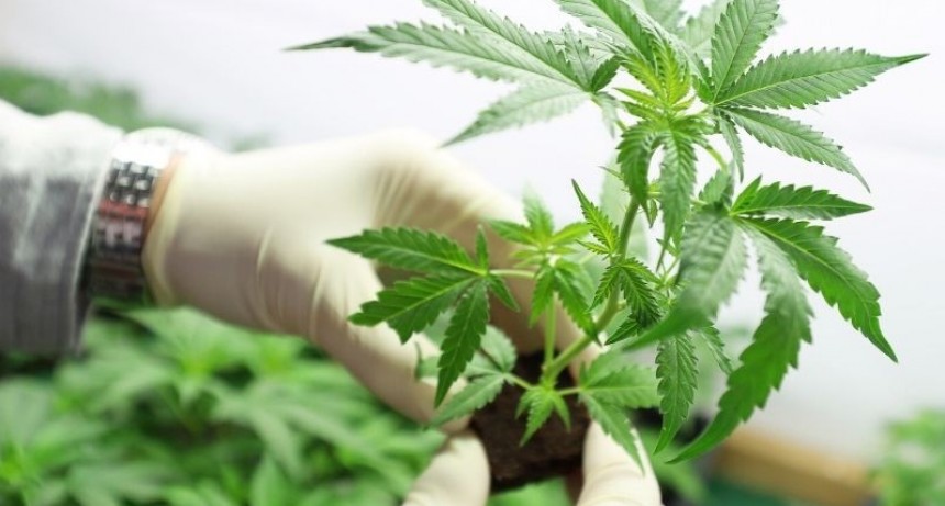 Mendoza es la primera provincia en reglamentar el cultivo de cannabis para uso medicinal