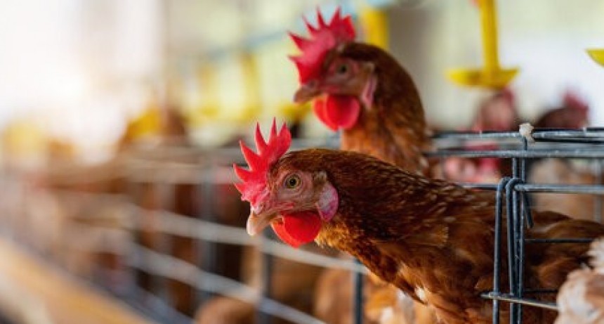 Murieron 240 mil gallinas en Mar del Plata y Río Negro por gripe aviar