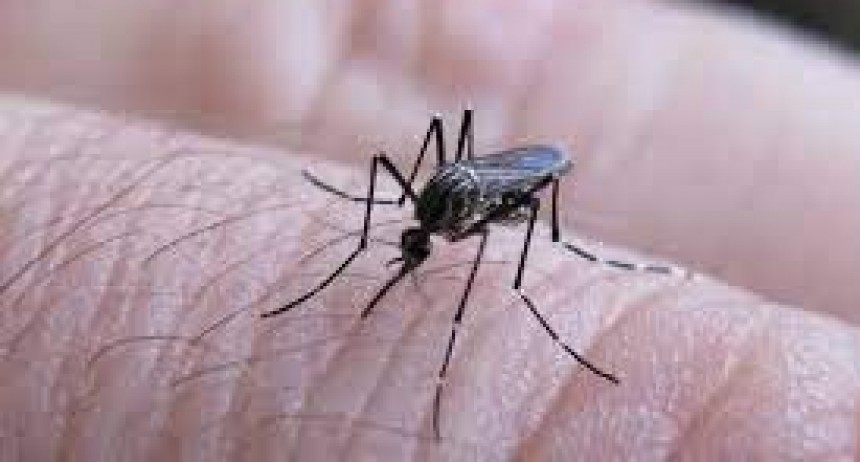 Santiago del Estero: Confirmaron la circulación de otra variante de dengue