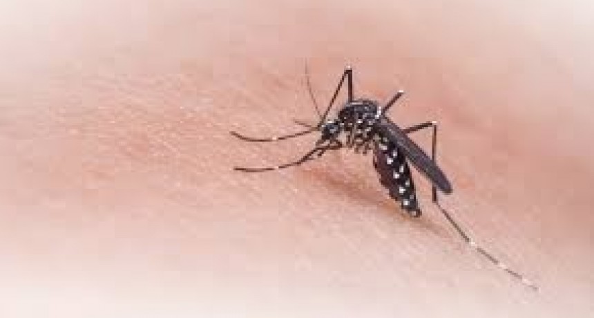 Desde agosto se registraron casi 5 mil casos de dengue en todo el país 