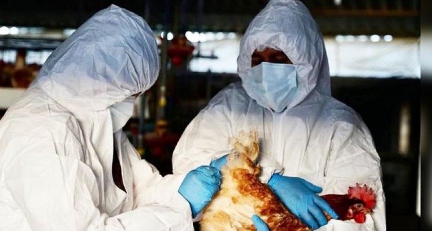 Chile confirmó el primer caso humano de gripe aviar