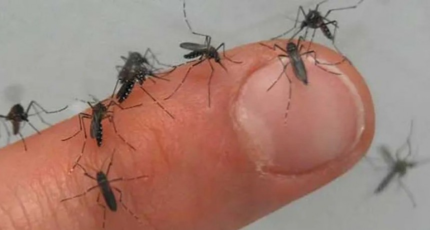 Dengue: Argentina alcanzó los 57 mil casos y 39 muertos en los primeros meses de 2024
