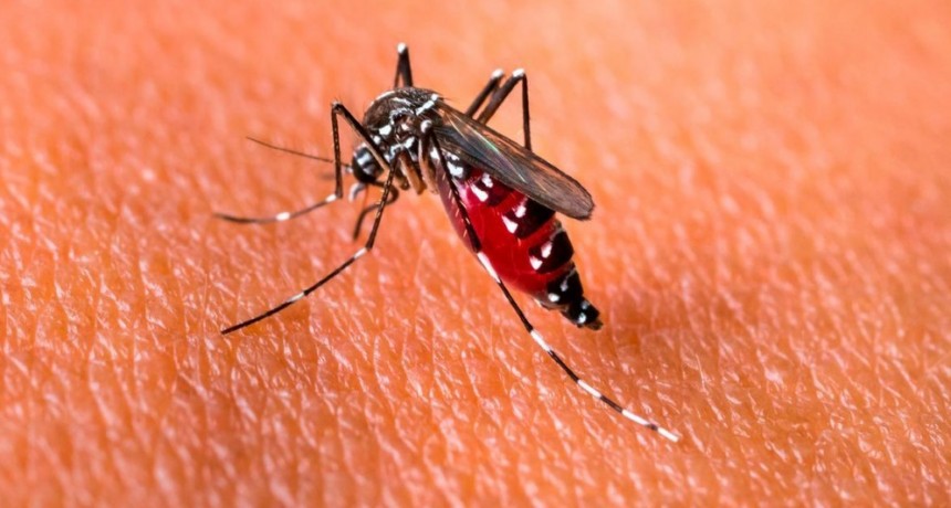Dengue: 5 nuevos fallecimientos en Argentina