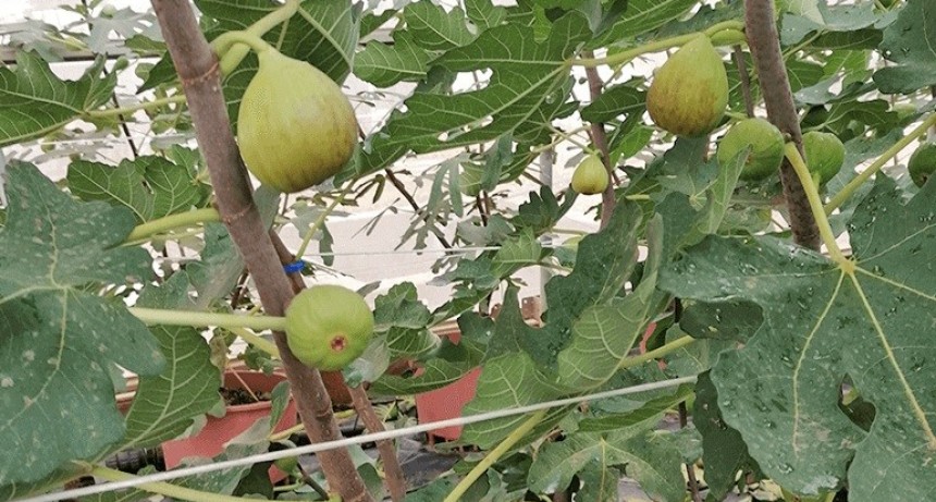 Agricultura avanza con el cultivo de higueras en el Valle de Guandacol