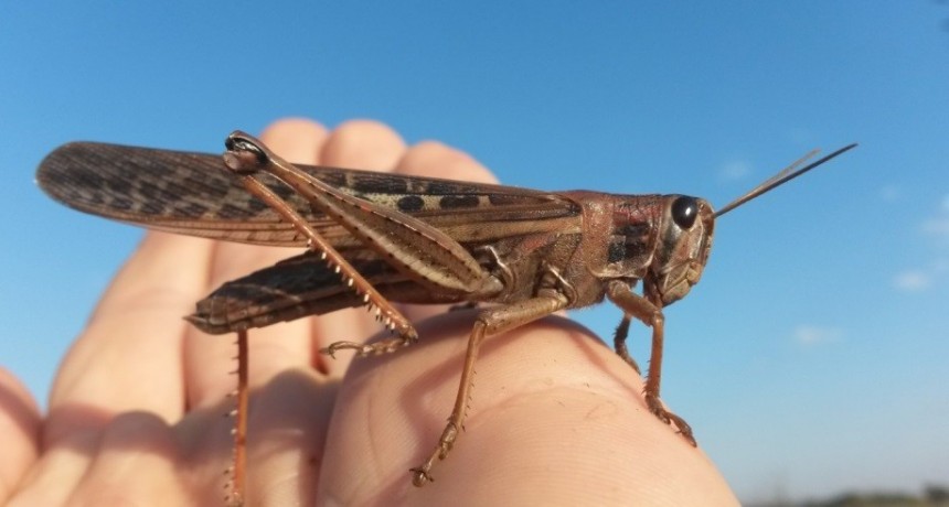 Agricultura trabaja en la erradicación de una plaga de langostas en Castro Barros