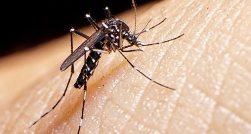 Preocupación por casos de dengue: informan sobre las etapas de la enfermedad y en que caso concurrir al médico