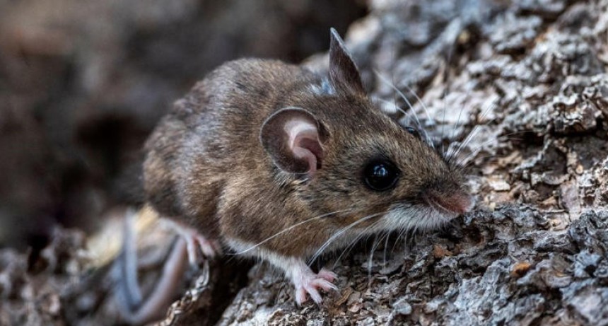 En Bariloche una mujer murió por hantavirus y hay 24 personas aisladas