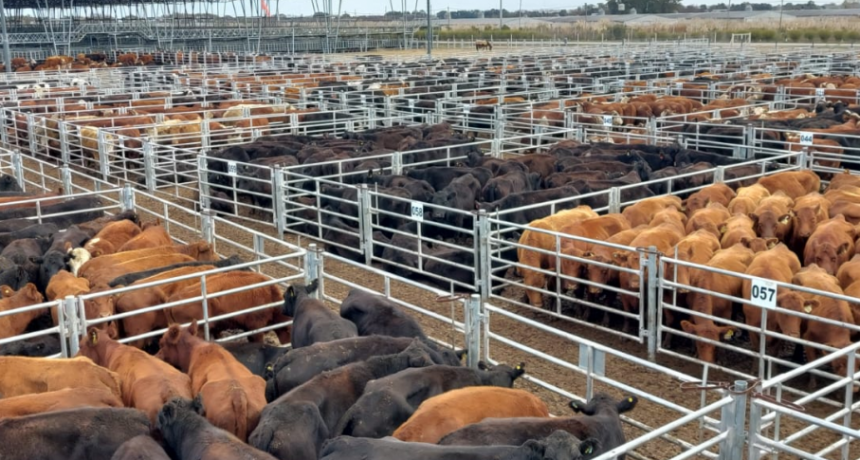Fuerte incremento de la carne, supera los índices de inflación difundidos por el gobierno
