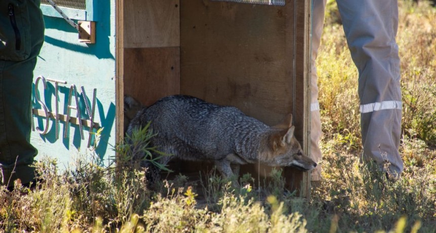  Liberaron a 17 animales del Parque Yastay