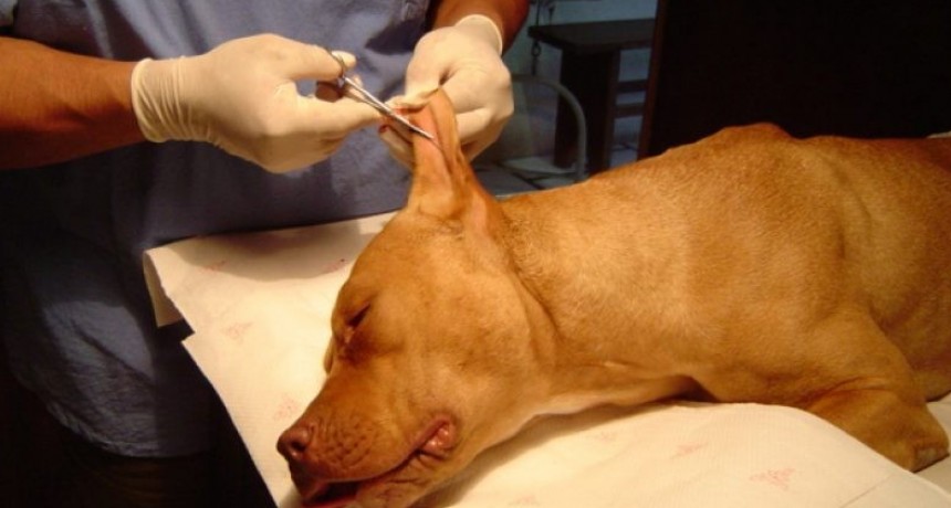 En Mendoza presentaron un proyecto de ley para prohibir el corte de orejas, cola y garras en mascotas