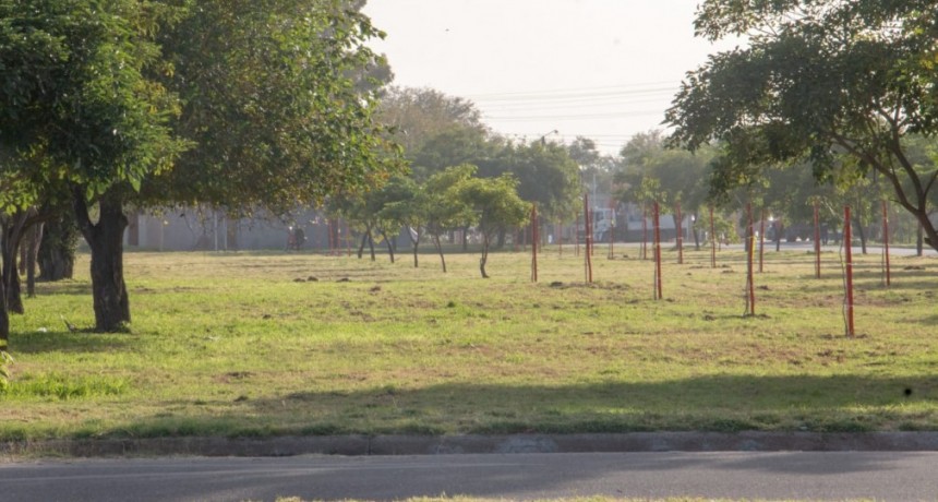 1.500 árboles ya fueron plantados en la zona norte de La Rioja 
