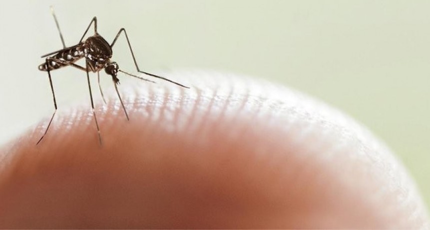 Se confirmaron más de 28 mil casos de dengue en todo el país