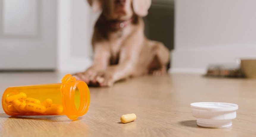  El gobierno habilitó a las farmacias vender medicamentos para mascotas