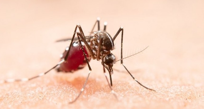 La Rioja registra 34 nuevos casos de dengue 