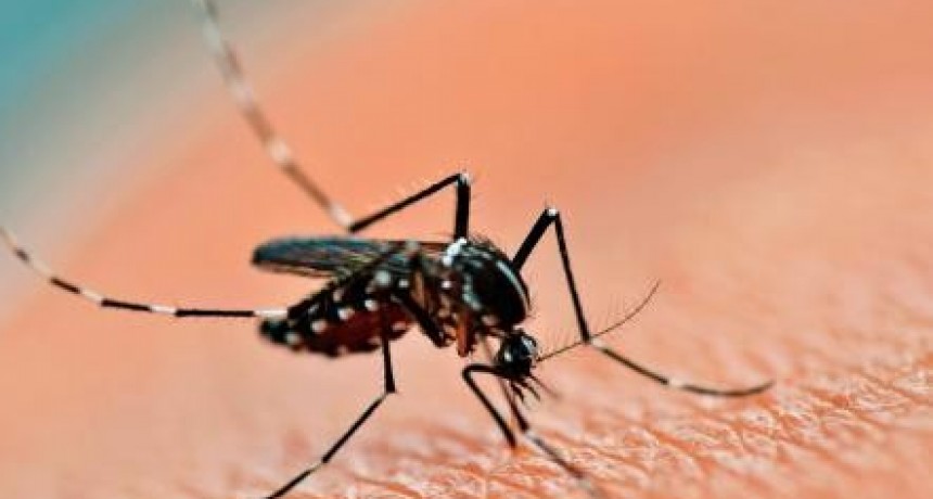 Dengue: siguen aumentando los casos en el país