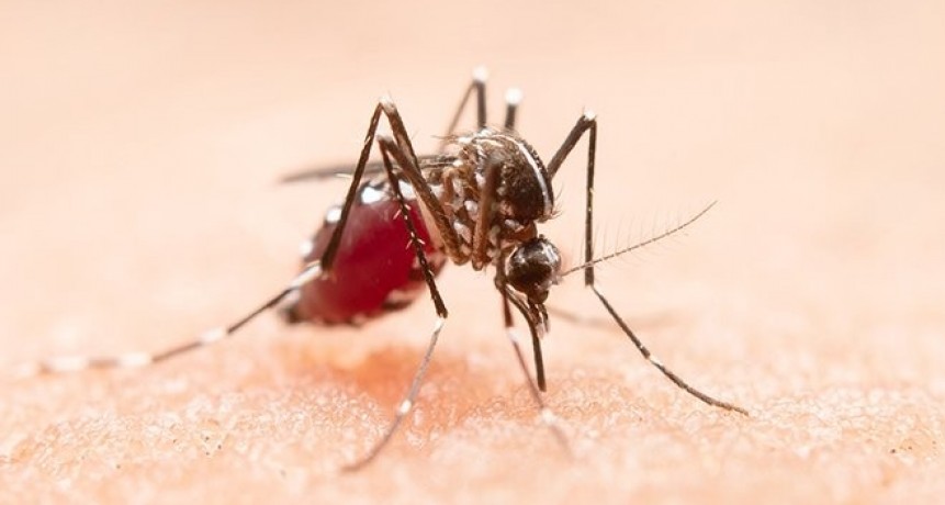     Dengue en Argentina: 56.324 son los casos registrados y hay 15 jurisdicciones afectadas