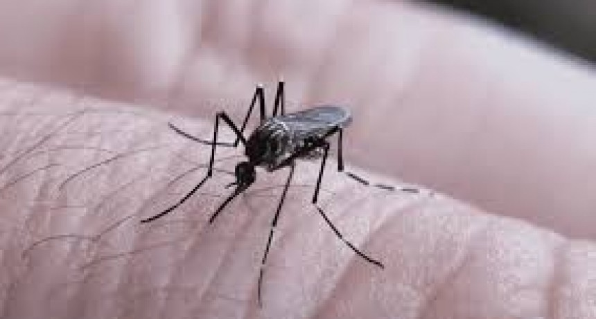 Dengue: 15 nuevos casos en los últimos dias