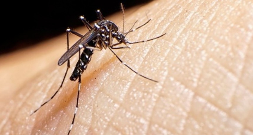 Dengue: Se registraron 364 casos nuevos en la provincia 