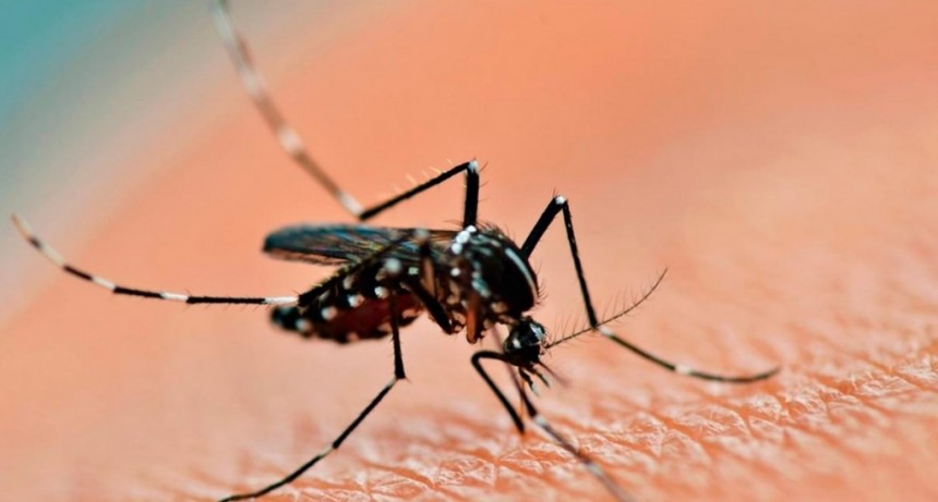 La Rioja reportó 120 nuevos casos de Dengue