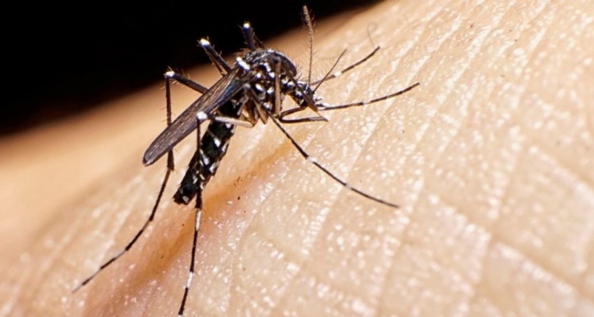 Avanzan los operativos contra el dengue