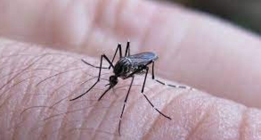 Dengue: La Rioja reportó 7 nuevos casos de la enfermedad