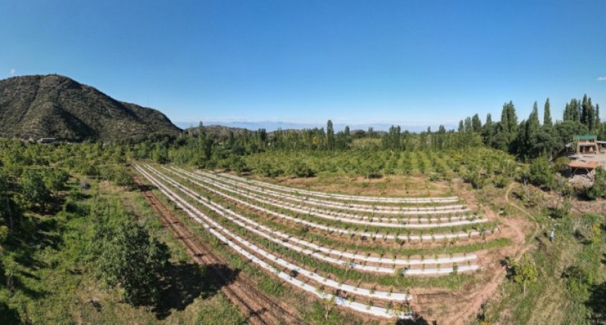 En La Rioja se inauguró la primera finca de turismo cannábico argentina 