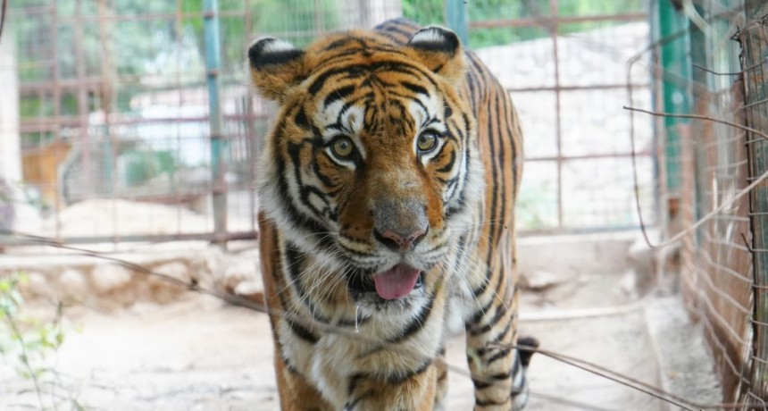 El Municipio  comenzó con el traslado de grandes felinos al Santuario Tekove Mymba 