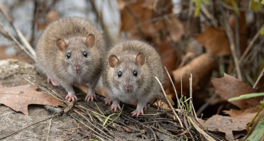 La OMS llev&oacute; calma por el brote de hantavirus y descart&oacute; una nueva pandemia: &ldquo;Esto no es COVID&rdquo;