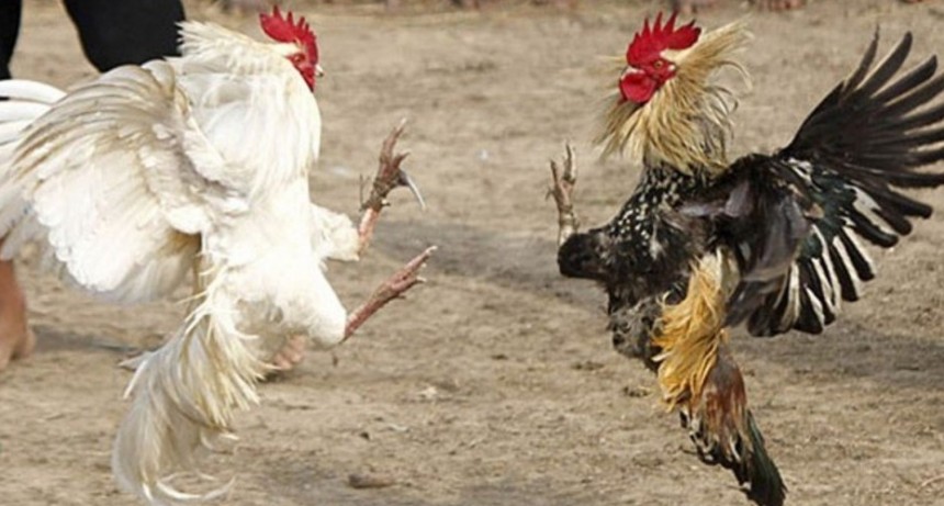 Santiago del Estero: Juntadas por riña de gallos, tabas y fútbol deja más de 50 detenidos